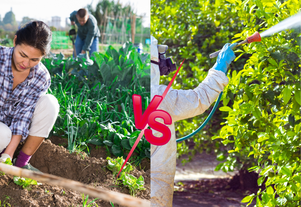 Organic vs non organic gardening.