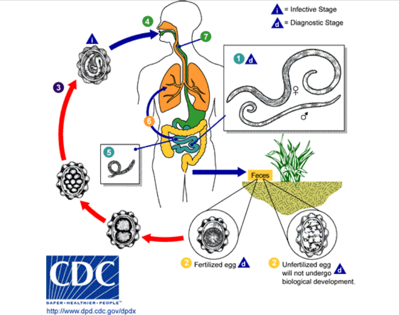 parasites in the body